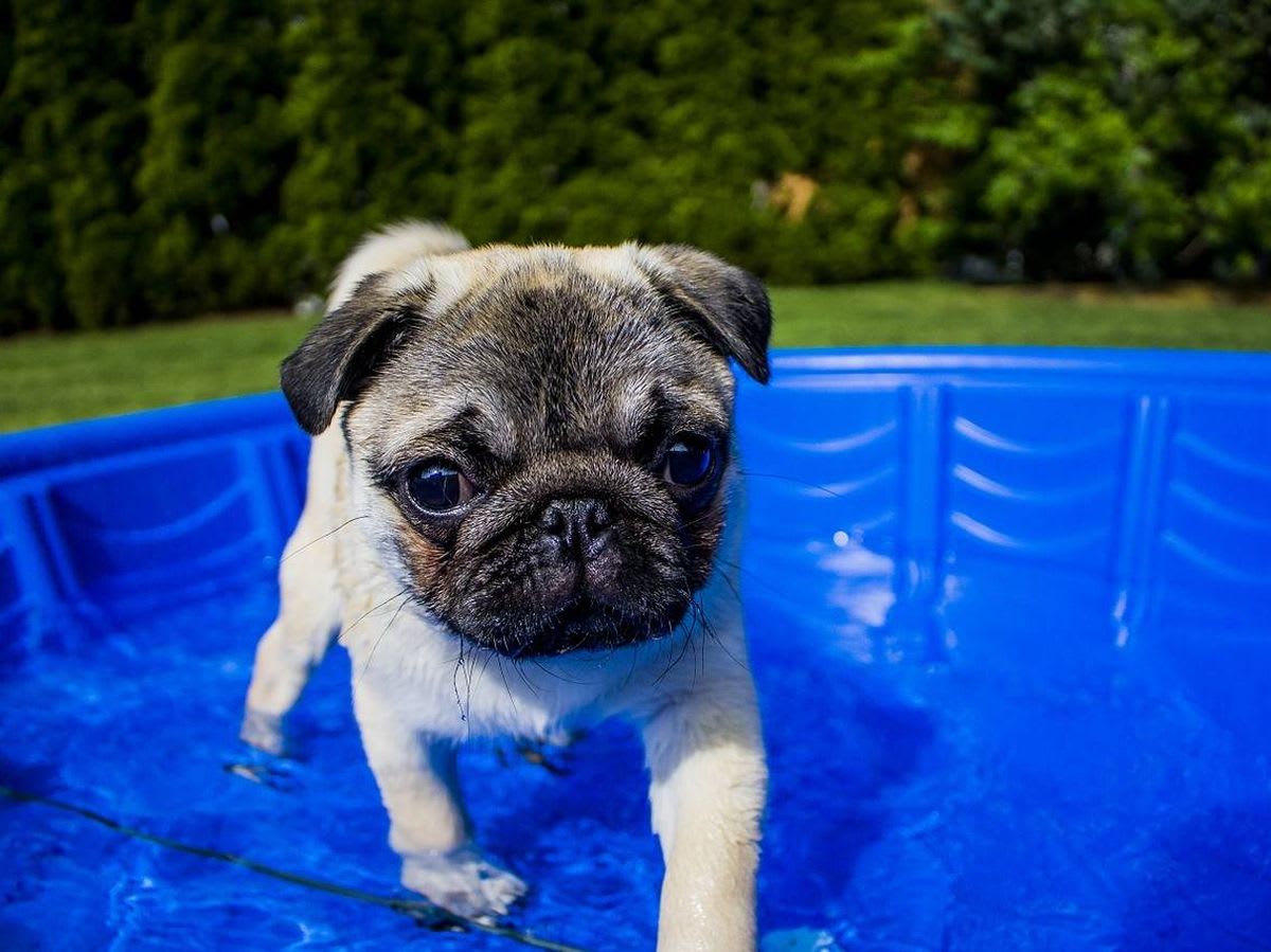 Piscina Plegable || Mascotas